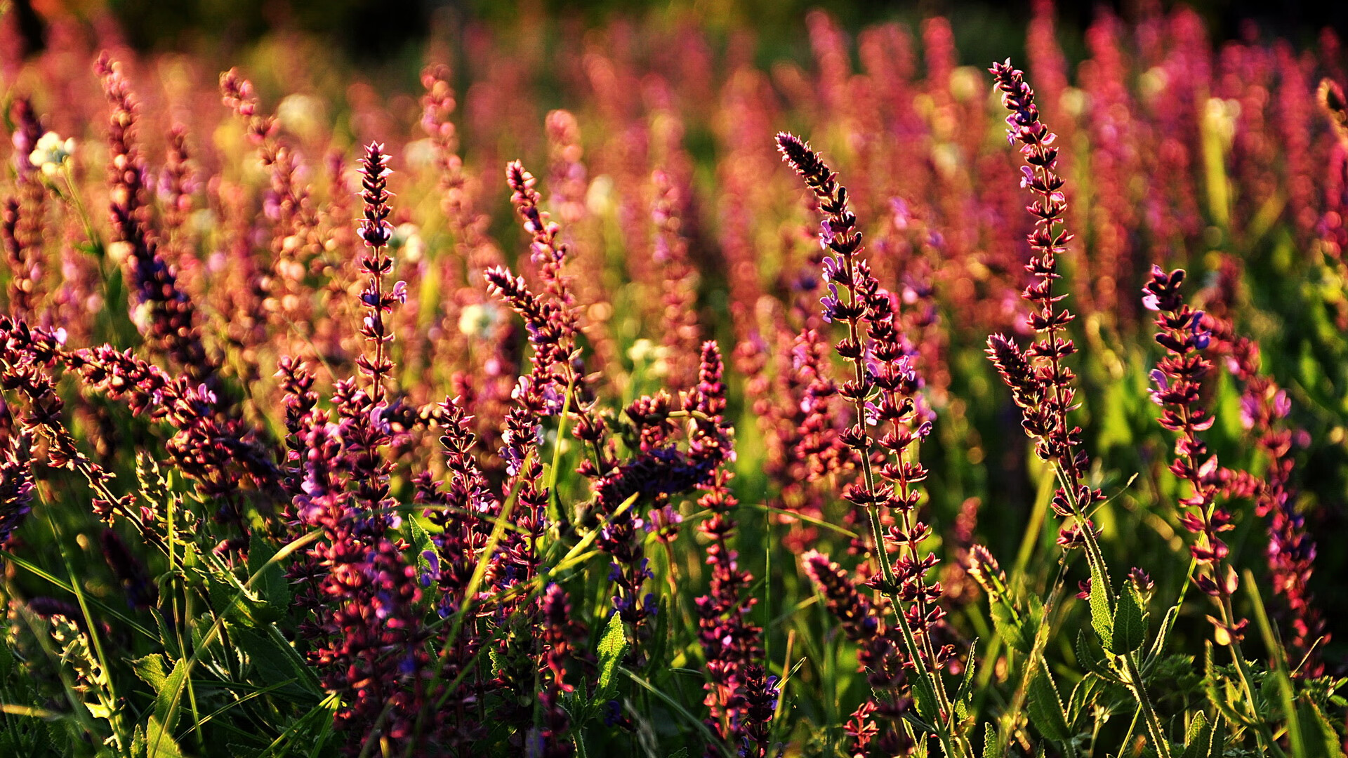 “冰雪之巅”！——北极圈内的雪地王者激烈角逐，北极冰雪覆盖面积