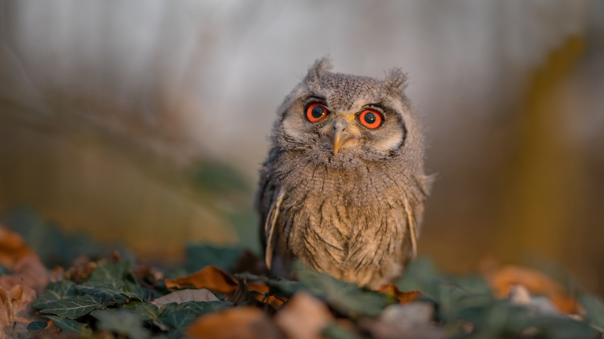 “西甲激烈厮杀,战术变幻令人目不暇接”,西甲队视频