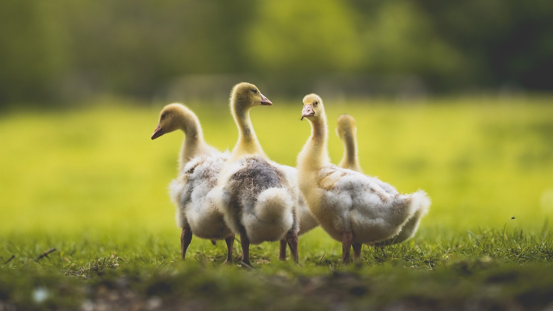 全国青少年篮球分级赛在重庆火热开战，层级细分促成长，全国青少年篮球等级