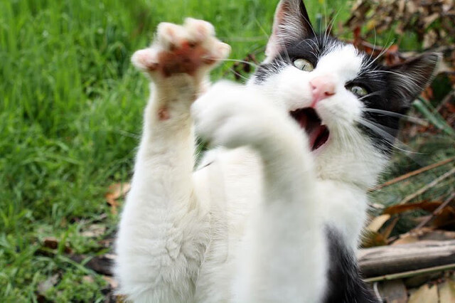 德甲比赛中的战术变化，让对手防不胜防，德甲对抗