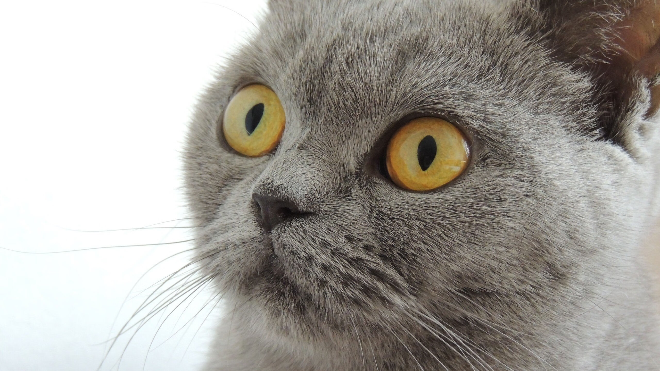 特色天空绳索攀爬，勇者在悬崖间飞跃