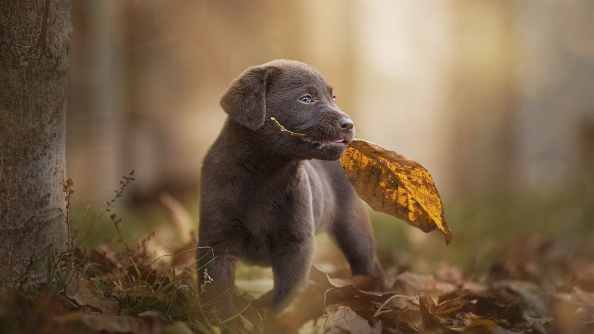 特色森林越野跑,绿色生态中的速度与激情,丛林越野项目