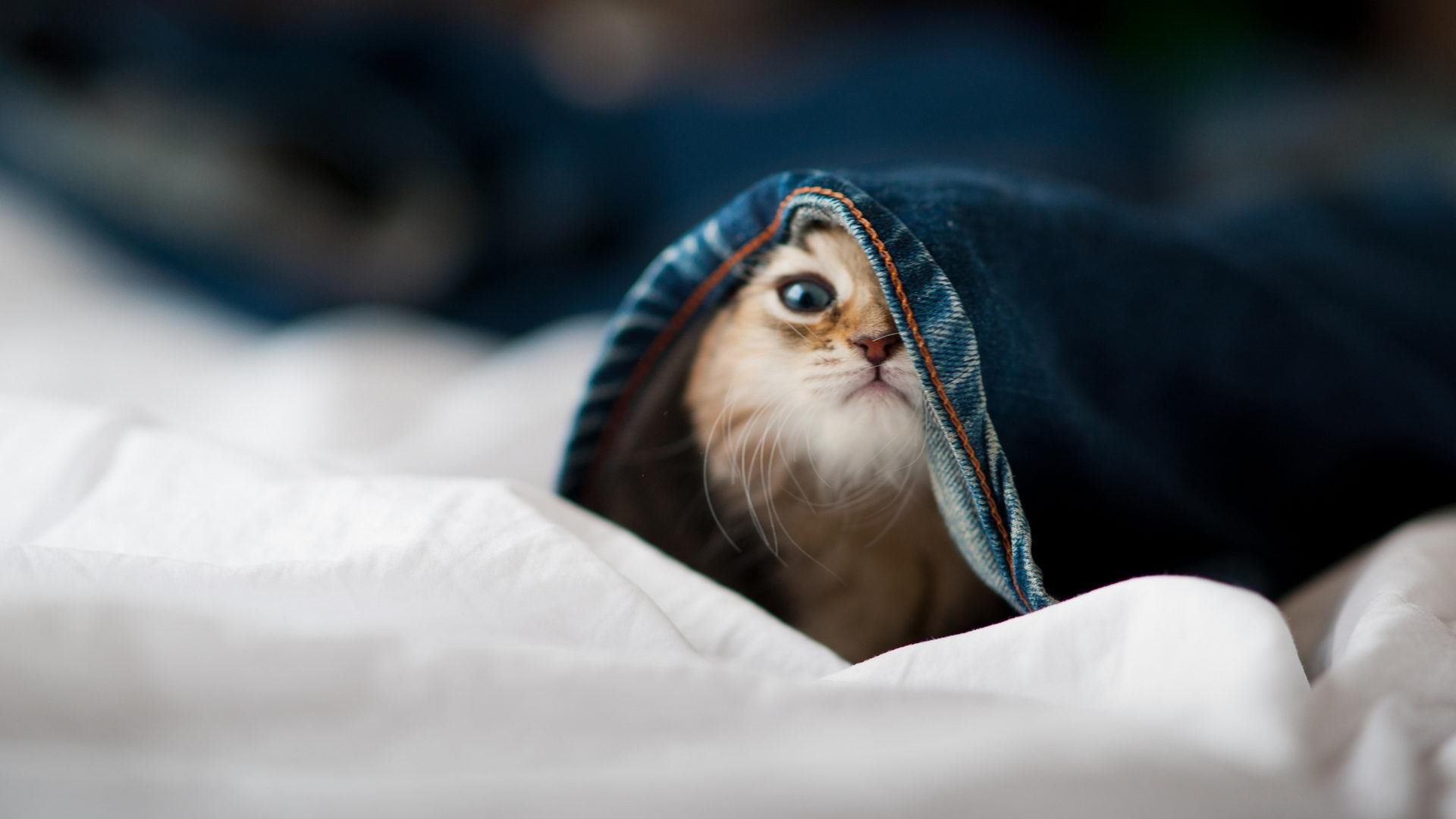 电子竞技英雄联盟赛事,电竞成为新宠,lol电子竞技大赛