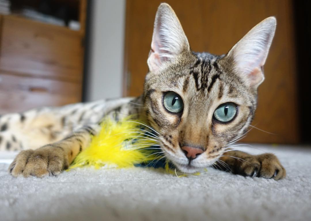 全北现代士气高涨，信心满满前进，全北现代出线了吗