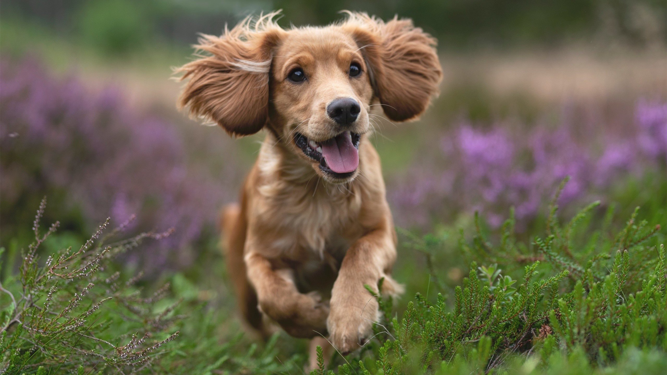 川崎前锋与横滨水手赛季表现对比,川崎前锋vs横滨水手绝杀