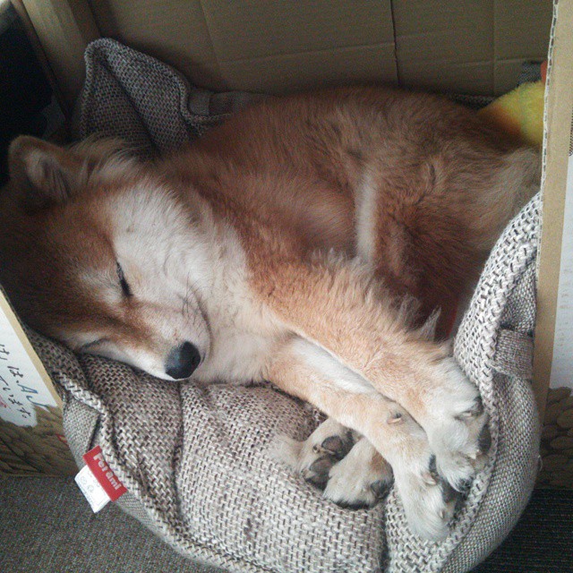 尼斯客场逆袭，圣特莱特连续失分，圣特莱斯燃气壁挂炉怎么样