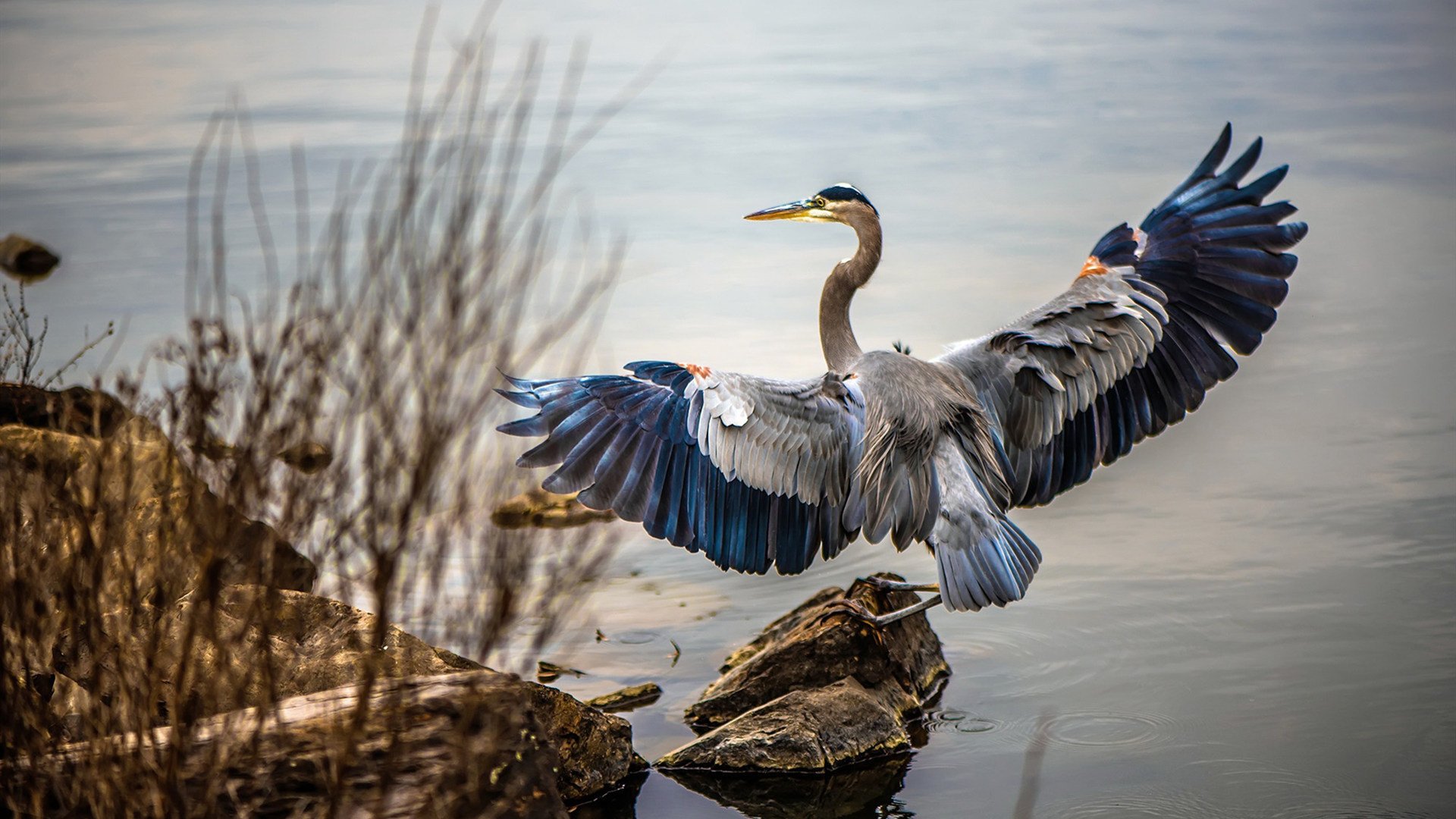 篮球运动员技术动作规范,篮球运动员技能要求
