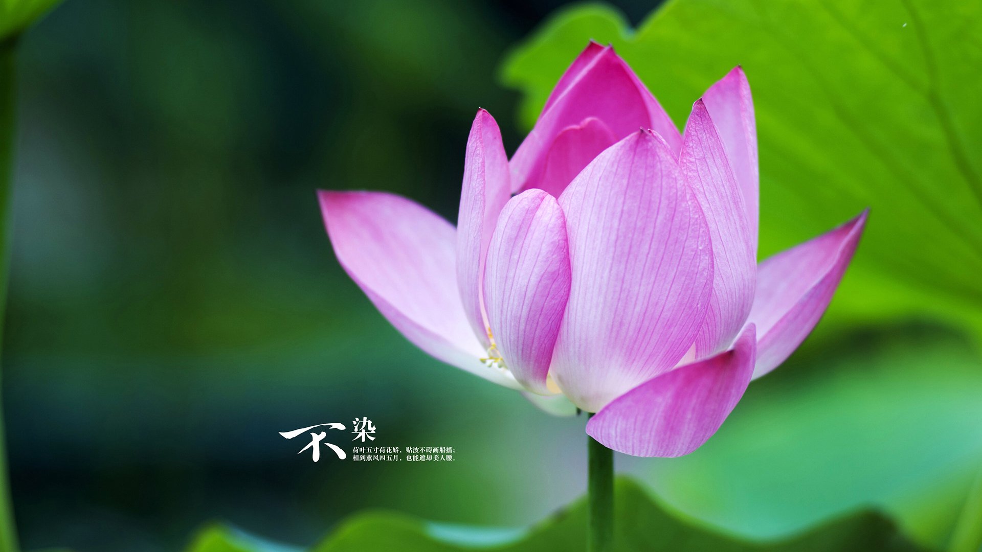 福建豹发力球队精神面貌积极，福建豹发力球员名单