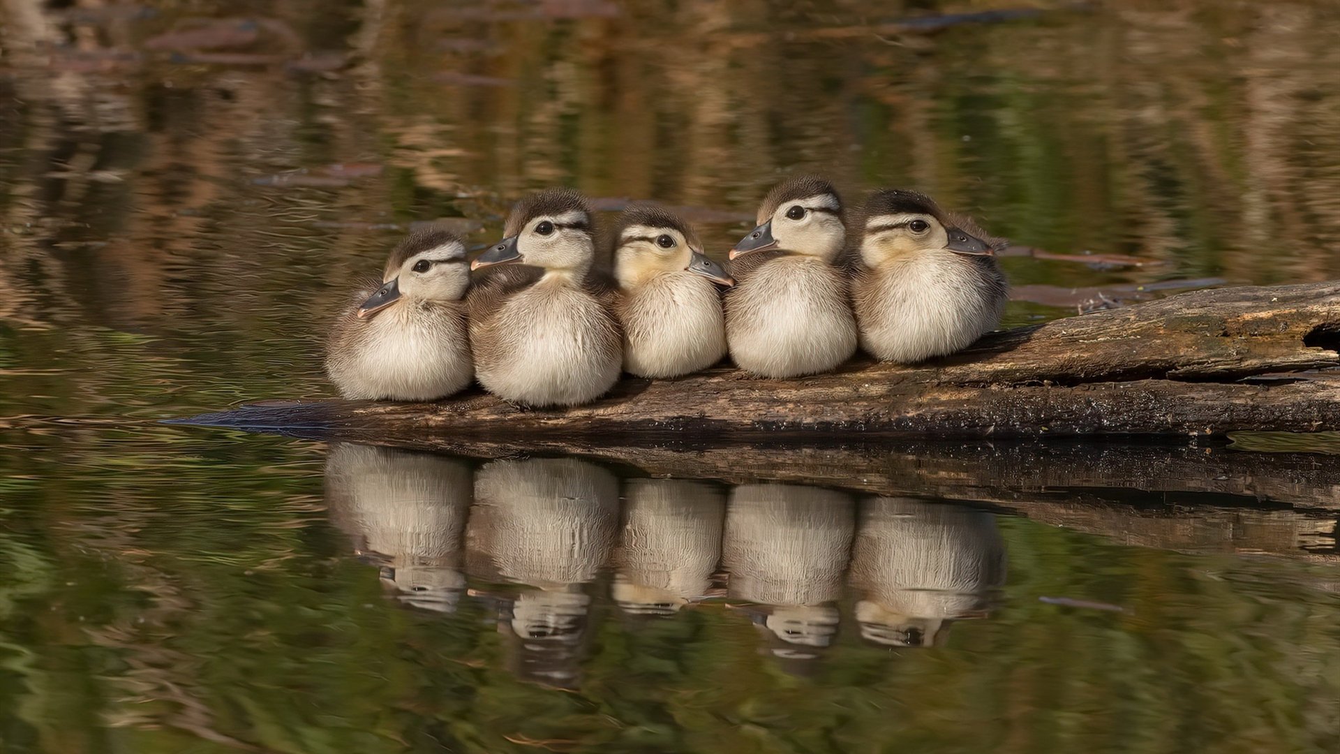 篮球运动员专项技能训练计划，篮球运动员专项体能训练