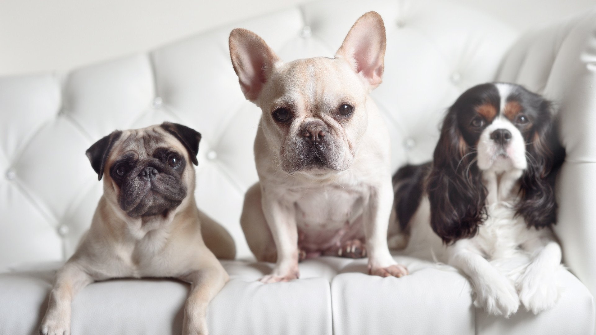 如何打造超级球星：科班出身还是天赋异禀？，球员科科