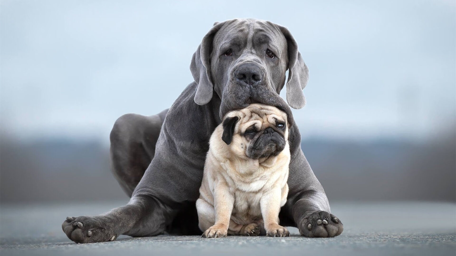 未来可期!澳大利亚队在全球乒乓舞台的定位与展望,澳大利亚乒乓球队名单