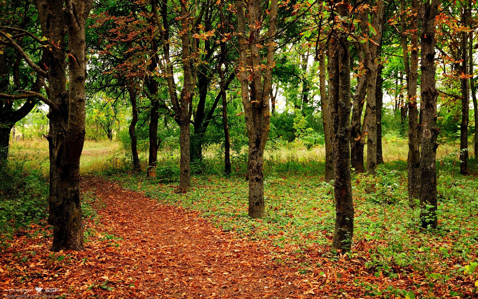 青少年极限挑战赛首次加入旱地滑雪项目,极限挑战滑雪地点