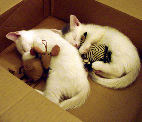 波尔曼凭借出色的组织能力与精准传球，成袋鼠队进攻利器，波尔曼斯网球