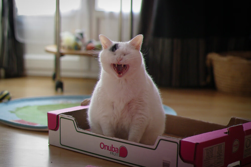 球迷庆祝日本首次世界杯预选赛胜利