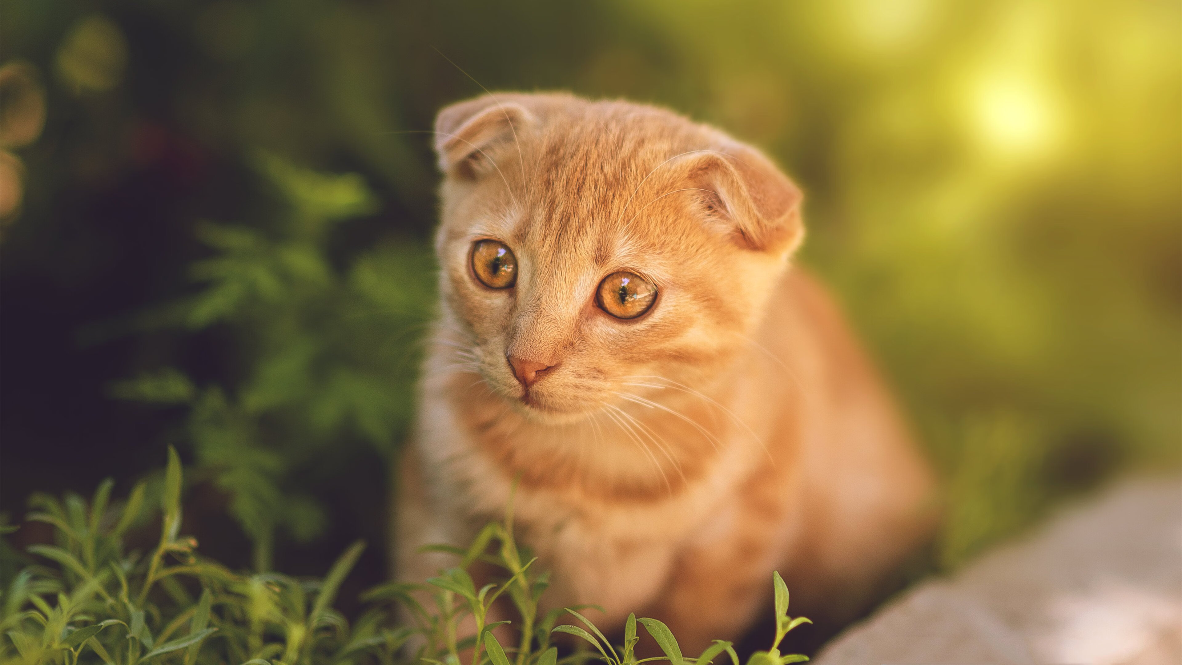 自由泳冲刺波兰展现强劲速度,自由泳冲刺训练